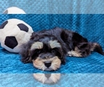 MIDNIGHT - Male Havanese Puppy for Sale - Photo #9
