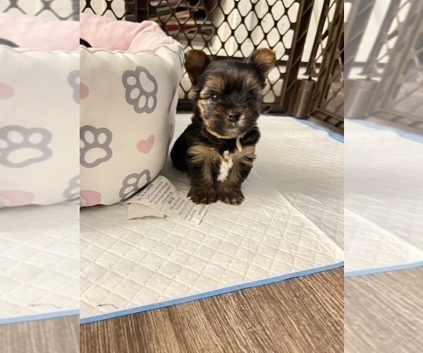Medium Photo #1 Yorkshire Terrier Puppy For Sale in OLATHE, KS, USA