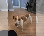 Small #2 Brittany Mix