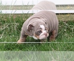Small Photo #10 English Bulldog Puppy For Sale in HAGERSTOWN, MD, USA
