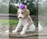 Small #3 Goldendoodle