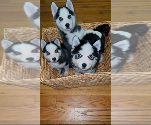 Siberian Husky Puppy for sale in ROCK HILL, SC, USA