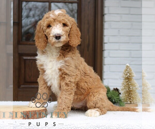 Medium Photo #1 Goldendoodle Puppy For Sale in NARVON, PA, USA