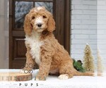 Small Goldendoodle