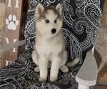 Small #2 Pomsky