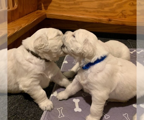 Medium Photo #14 English Cream Golden Retriever Puppy For Sale in MARSHFIELD, WI, USA