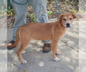 Shelby - Female Black Mouth Cur-Unknown Mix Dog for Adoption - Photo #2