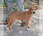 Small Photo #2 Black Mouth Cur-Unknown Mix Puppy For Sale in Huntley, IL, USA