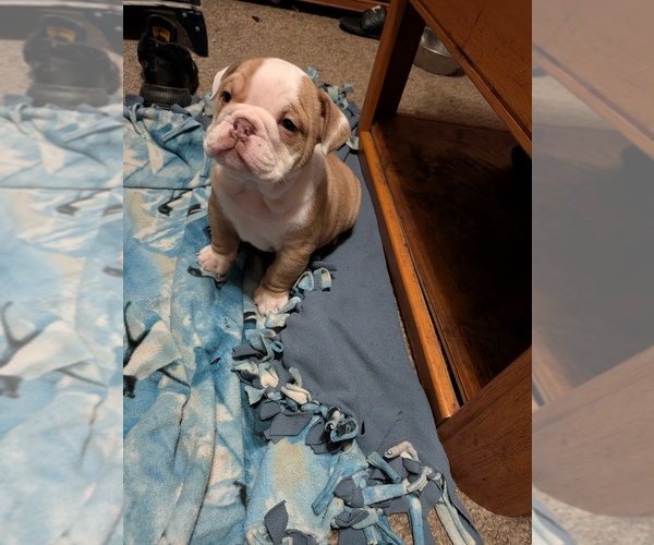 Medium Photo #17 English Bulldog Puppy For Sale in WHITELAND, IN, USA