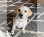 Small Photo #1 Labrador Retriever Puppy For Sale in MINOCQUA, WI, USA