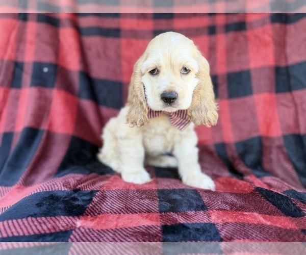 Medium Photo #1 Cocker Spaniel Puppy For Sale in LAKELAND, FL, USA