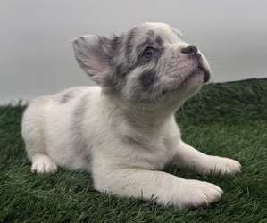 Medium French Bulldog