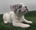 Puppy Marshmallow French Bulldog