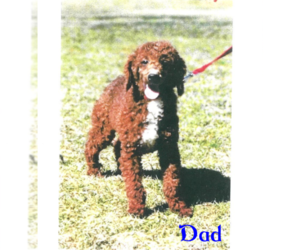 Father of the Goldendoodle puppies born on 01/16/2023