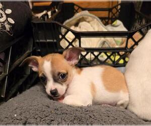 Chihuahua Puppy for sale in SPRINGFIELD, OH, USA