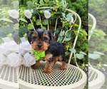 Small #3 Yorkshire Terrier