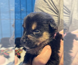 Mutt Dogs for adoption in Duluth, MN, USA