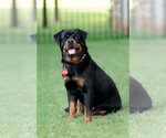 Small #1 Rottweiler