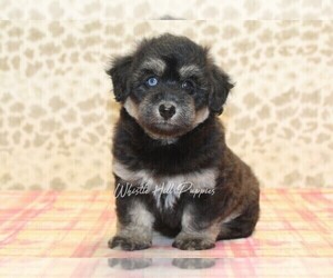 Pomsky-Poodle (Miniature) Mix Puppy for sale in DENVER, PA, USA