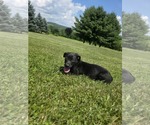 Small #3 Labrador Retriever Mix