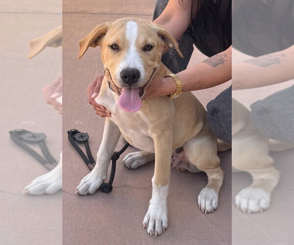 Medium Photo #3 Beagle-Unknown Mix Puppy For Sale in Lake Forest, CA, USA
