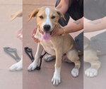 Small #2 Beagle Mix