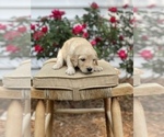 Small Photo #4 Goldendoodle Puppy For Sale in FRANKLIN, VA, USA