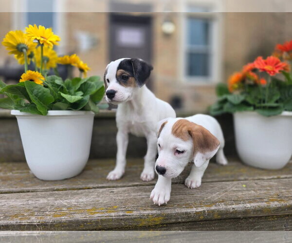 Medium Photo #4 Basset Hound-Unknown Mix Puppy For Sale in New London, WI, USA