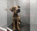 Small Labrador Retriever Mix