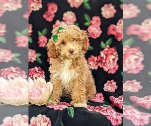 Poodle (Miniature) Puppy for sale in CHRISTIANA, PA, USA
