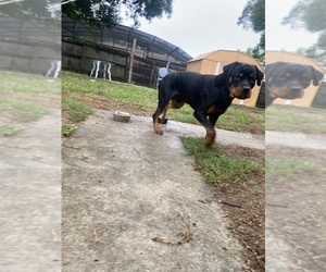 Rottweiler Puppy for sale in ORLANDO, FL, USA