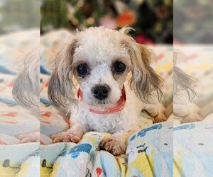 Cavachon Dogs for adoption in Bon Carbo, CO, USA
