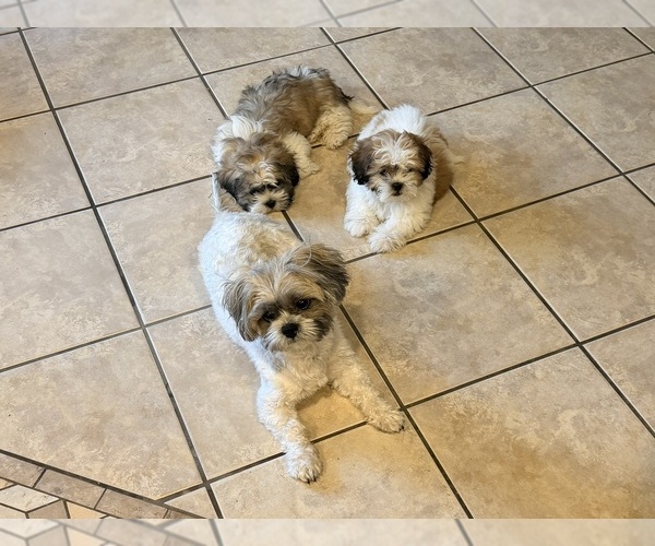 Medium Photo #7 Shih Tzu Puppy For Sale in ALBUQUERQUE, NM, USA