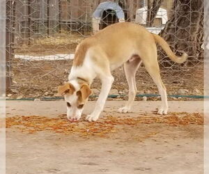 Chow Chow-Unknown Mix Dogs for adoption in Cottonwood, AZ, USA