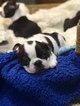Small Photo #4 Boston Terrier Puppy For Sale in GATE, WA, USA