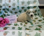 Small Photo #32 Maltipoo (Miniature) Puppy For Sale in BROOKFIELD, MO, USA