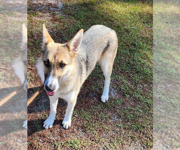 Medium Photo #1 Mutt Puppy For Sale in Hilton Head, SC, USA