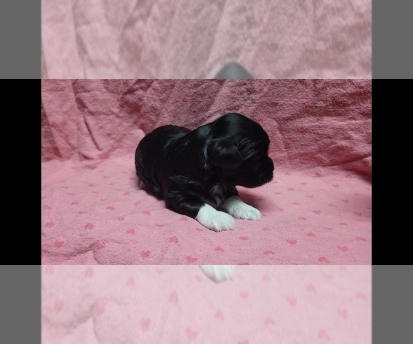 Medium Photo #5 Maltipoo Puppy For Sale in BROOKFIELD, MO, USA