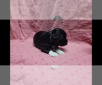 Small #4 Maltipoo