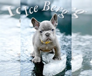 French Bulldog Puppy for sale in DOUGLASVILLE, GA, USA