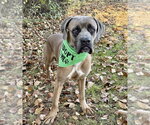 Beamer - Male Mastiff-Unknown Mix Dog for Adoption - Small photo