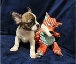 Small Photo #5 American Bullnese Puppy For Sale in PHELAN, CA, USA