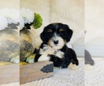 Puppy CHIC MAGNET Bernedoodle (Miniature)