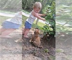 Small #5 Bullmastiff