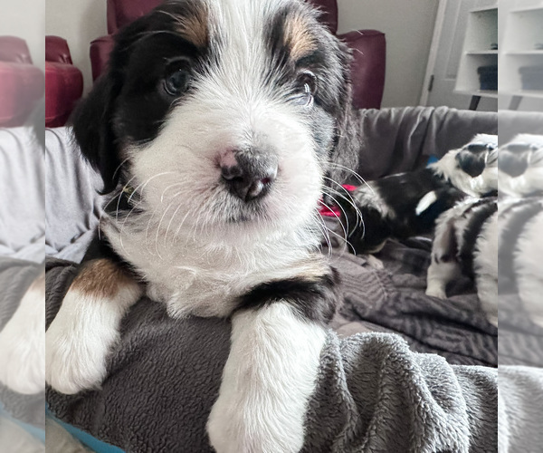Medium Photo #19 Australian Shepherd-Bernedoodle Mix Puppy For Sale in MELROSE, NY, USA