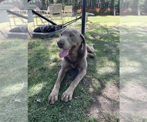 Labrador Retriever Puppy for sale in KNIGHTS FERRY, CA, USA