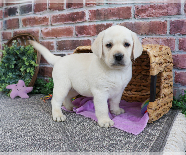 Medium Photo #9 Labrador Retriever Puppy For Sale in SYRACUSE, IN, USA