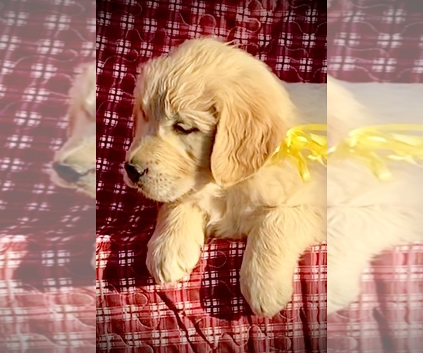 Medium Photo #2 English Cream Golden Retriever Puppy For Sale in RUSSIAVILLE, IN, USA