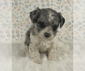 Poodle (Miniature) Puppy for sale in FREDERICKSBURG, OH, USA