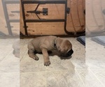 Small Photo #3 Mastiff Puppy For Sale in CALDWELL, ID, USA